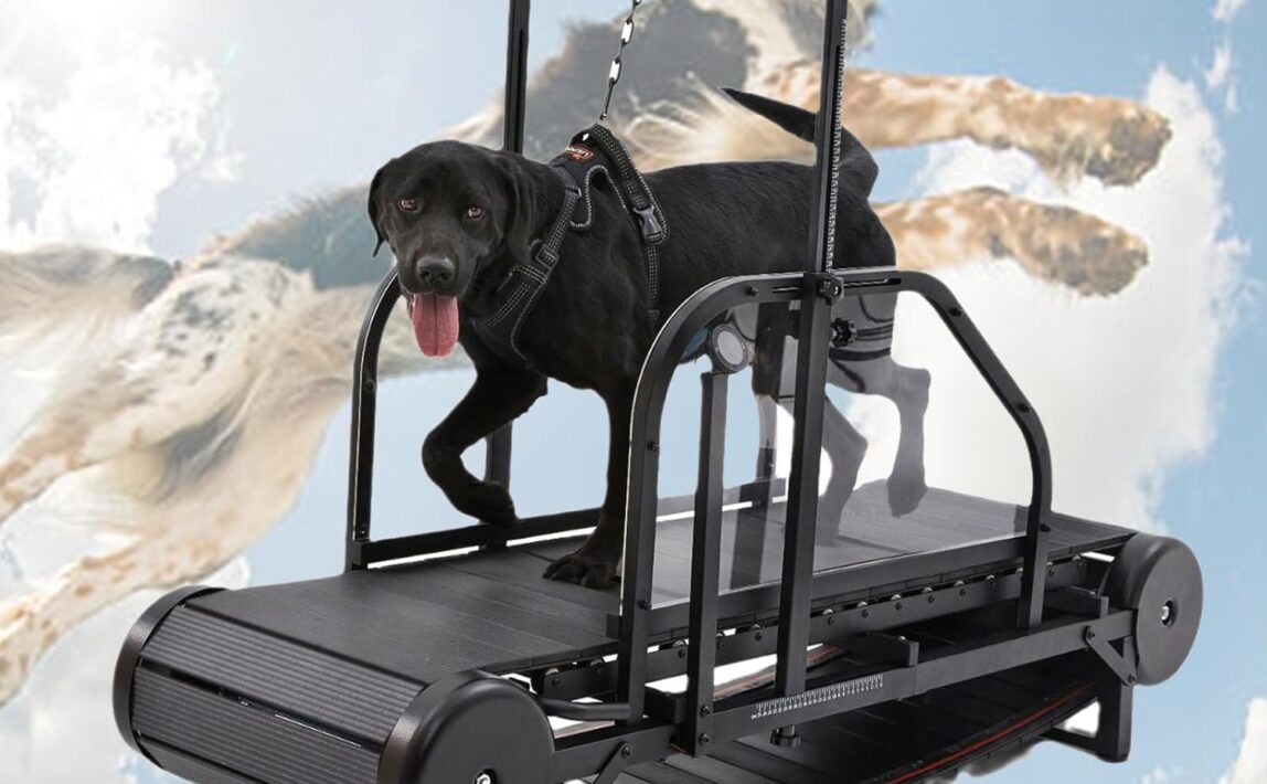 Dog Treadmills for Sale