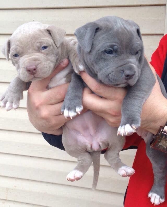 American Pitbull Puppy