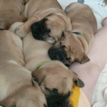 Boerboel