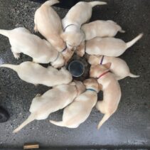 Labrador Retriever