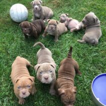 Staffordshire Bull Terrier dd