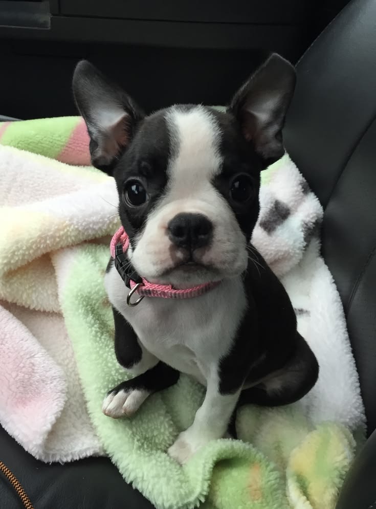boston terrier 
